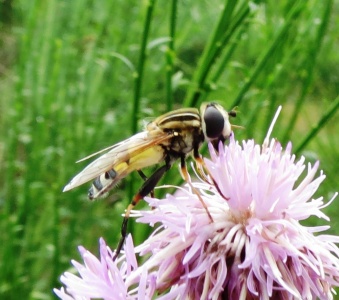 Helophilus trivittatus - Kenneth Noble