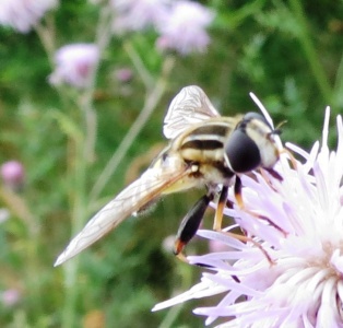 Helophilus trivittatus - Kenneth Noble