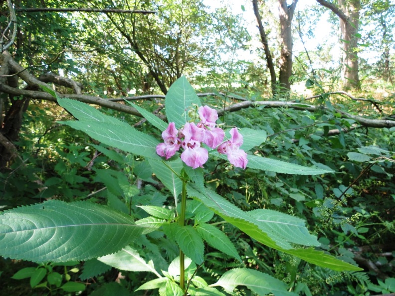 Himalayan balsam ex IMG 5691 (1000) - Himalayan balsam ex IMG_5691 (1000).JPG Himalayan balsam ex IMG_5691 (1000).JPG