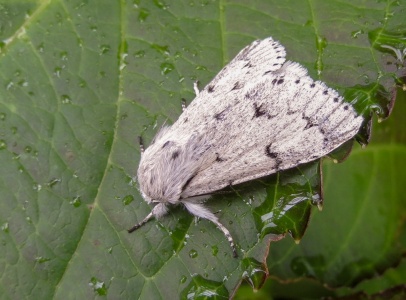 The miller (Acronicta leporina) Kenneth Noble