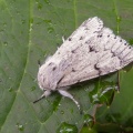 The miller (Acronicta leporina) Kenneth Noble