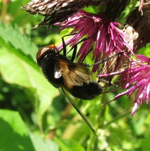 Volucella pellucens ex IMG 6093 (1000)