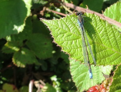 small red-eyed damselfly (Erythromma viridulum) Kenneth Noble