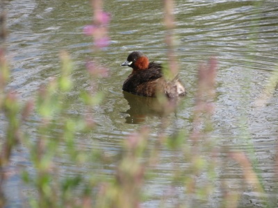 little grebe (Tachybaptus ruficollis) Kenneth Noble