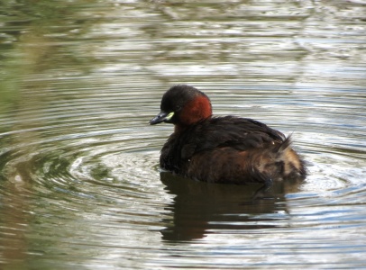 little grebe (Tachybaptus ruficollis) Kenneth Noble