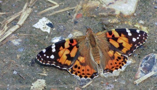 painted lady ex IMG 5632 (1000)