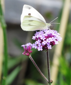 small white ex IMG 5634 (750)