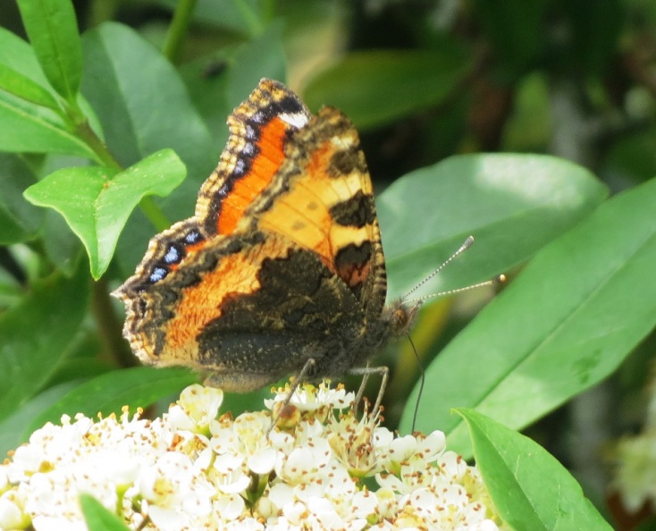 Surrey, June 2021 small tortoiseshell ex IMG_5094 (1000).JPG