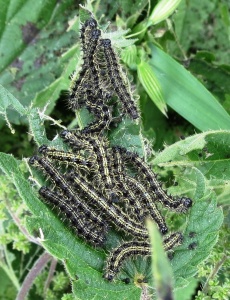 small tortoiseshell larvae (Aglais urticae) Kenneth Noble