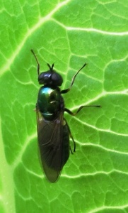 Microchrysa polita (black-horned gem) Kenneth Noble