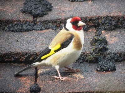 goldfinch