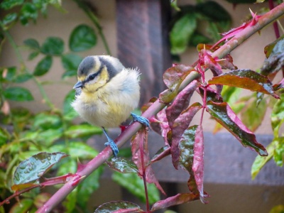 Blue tit (Cyanistes caeruleus) Kenneth Noble.