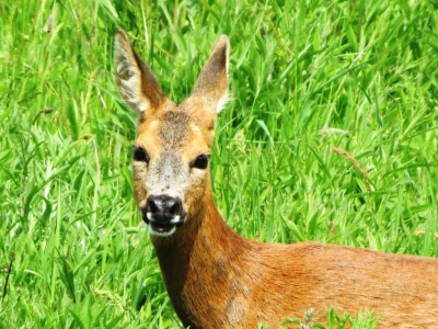 roe deer (Capreolus capreolus) Kenneth Noble