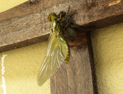 Broad-bodied chaser (Libellula depressa) Kenneth Noble