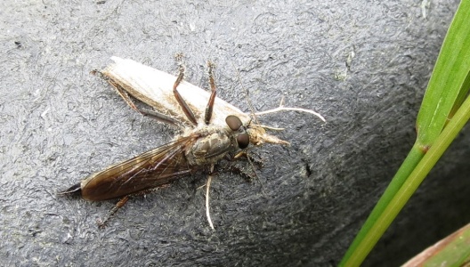 Machimus atricapillus - Kenneth Noble