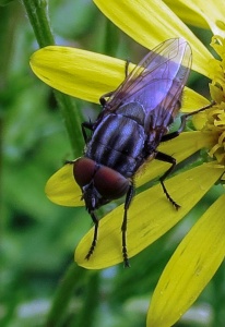 locust blowfly (Musca lunata) Kenneth Noble