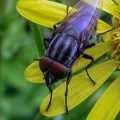 locust blowfly (Musca lunata) Kenneth Noble