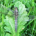 black-tailed skimmer (Orthetrum cancellatum) Kenneth Noble