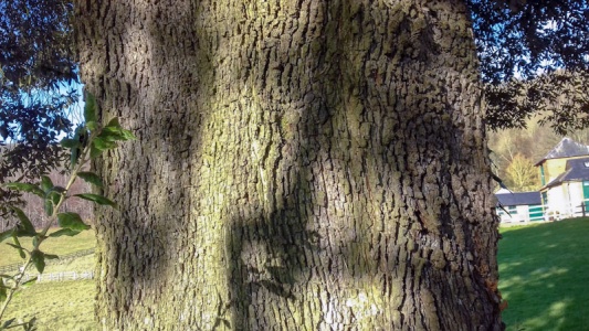 Holm oak (Quercus ilex) Kenneth Noble