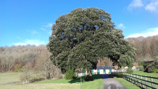 Holm oak (Quercus ilex) Kenneth Noble