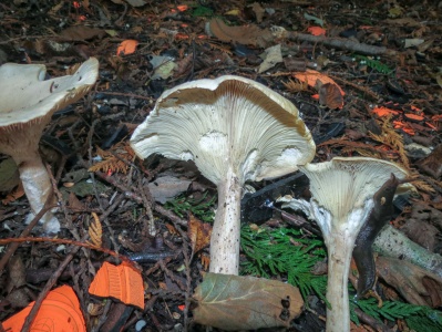 Clouded funnel (Clitocybe nebularis) Kenneth Noble 