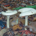 Clouded funnel (Clitocybe nebularis) Kenneth Noble