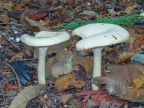 Clouded funnel (Clitocybe nebularis) Kenneth Noble