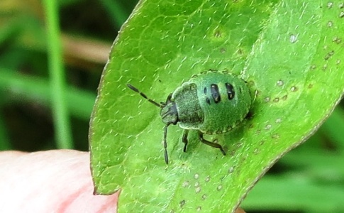 green shieldbug nymph (Palomena prasina ) Kenneth Noble