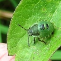 green shieldbug nymph (Palomena prasina ) Kenneth Noble