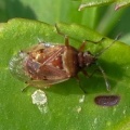 birch catkin bug (Kleidocerys resedae) Kenneth Noble
