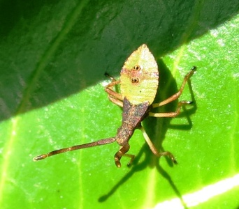 box bug nymph (Gonocerus acuteangulatus) Kenneth Noble