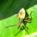 box bug nymph (Gonocerus acuteangulatus) Kenneth Noble