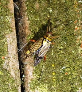 Striped oak bug (Rhabdomiris striatellus) Kenneth Noble