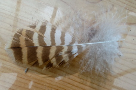 Prob tawny owl feather (Strix aluco) Kenneth Noble