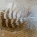 Prob tawny owl feather (Strix aluco) Kenneth Noble