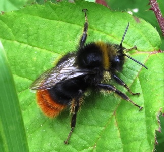 red-tailed bumblebee ex IMG 16312 (1000)