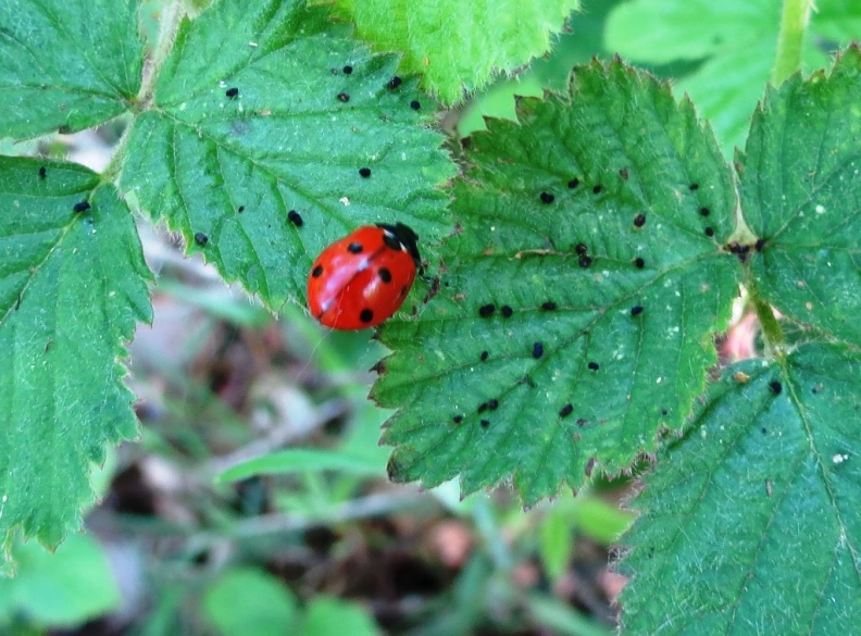7-spot ladybird ex IMG_4807 (1000).JPG