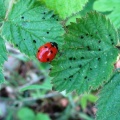 7-spot ladybird (Coccinella septempunctata) Kenneth Noble
