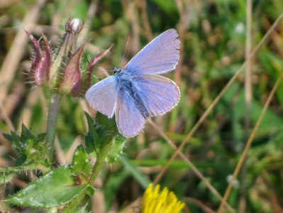 common blue (Polyommatus icarus) Kenneth Noble