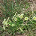 primrose (Primula vulgaris) Kenneth Noble