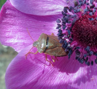 green shieldbug (Palomena prasina) Kenneth Noble