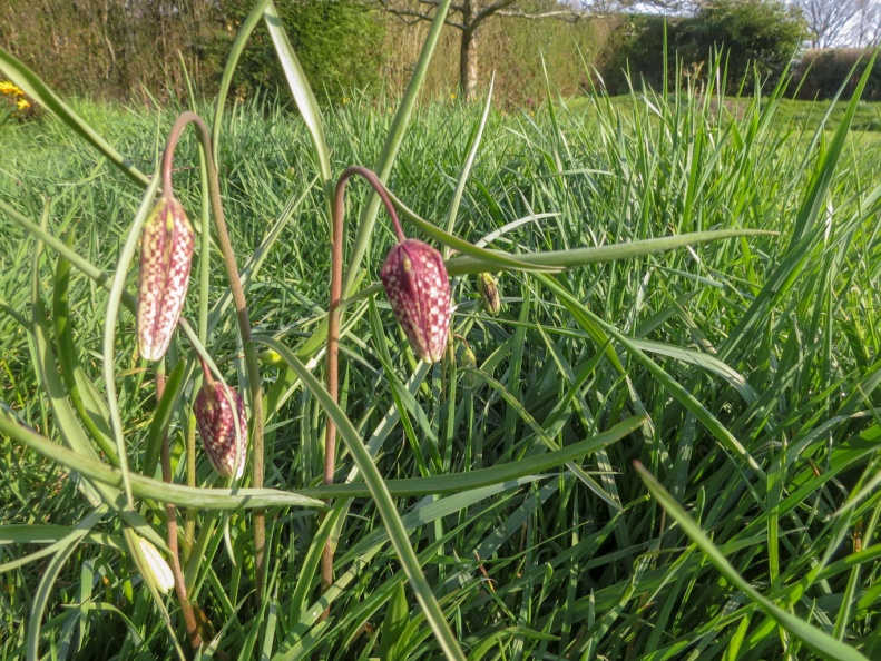 snakes head fritillary ex IMG_17417_edited.jpg