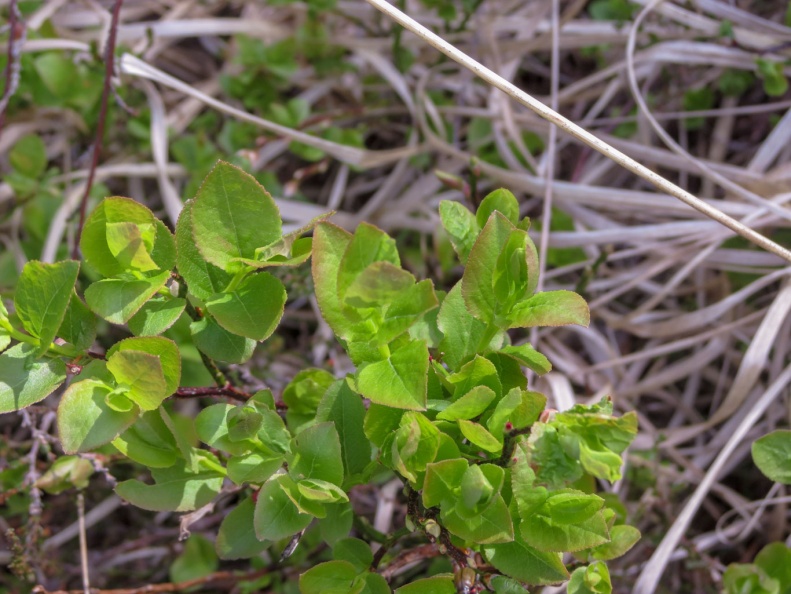 bilberry ex IMG_17559_edited.jpg