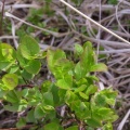 bilberry (Vaccinium myrtillus) Kenneth Noble