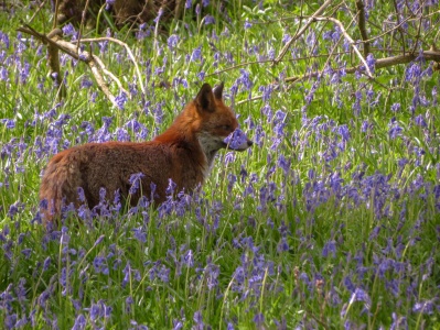 red fox (Vulpes vulpes) Kenneth Noble