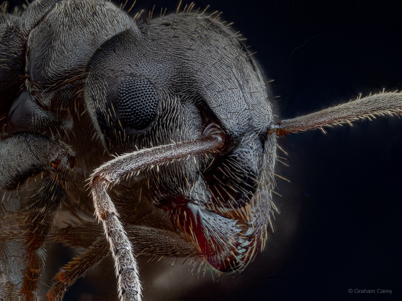 The head of the Black garden ant measure approvimately 1mm across. ant-profile-small.jpg