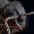 Black garden ant (Lasius niger)