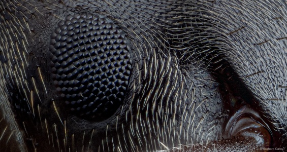 The eye of a Black garden ant (Lasius niger)