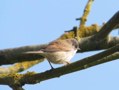 whitethroat (Sylvia communis) Kenneth Noble