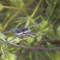 fen raft spider (Dolomedes plantarius) Kenneth Noble